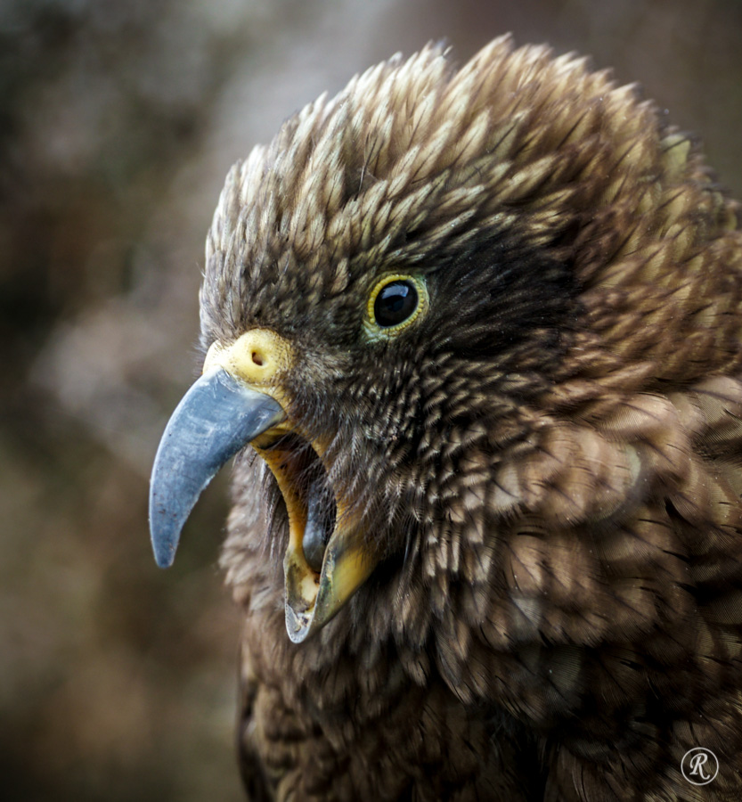 We can be pretty sure that DOC has wiped out all, or almost all, of the kea in Kahurangi National Park with 1080. Sometime early next year Id like to see us hold a series of tangi in towns around the park. Its prob best to wait til kids go back to school and everything settles down a bit. What do you&nbsp;think?